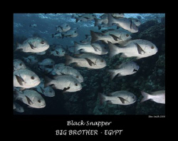 schooling black snapper in the shallows
10mm tokina by Stew Smith 